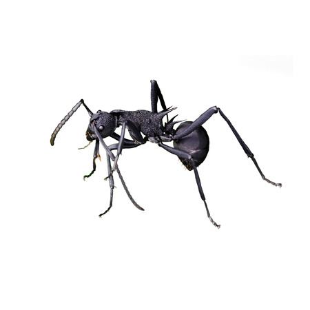 ant isolated on white backgroundの写真素材