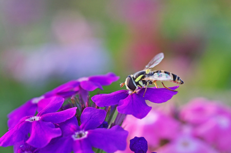 hoverfly is staying on the violet flowersの写真素材