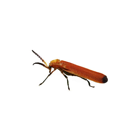 beetle isolated on white backgroundの写真素材