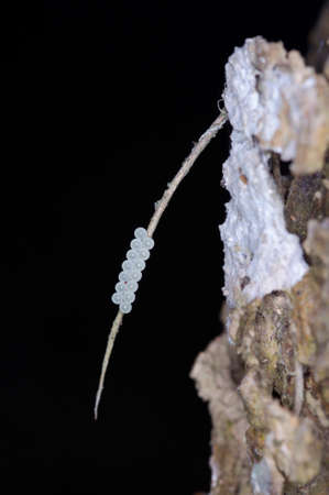 insect eggs is dropped on the the plantの写真素材