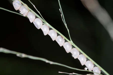 insect eggs on the grass shootの写真素材