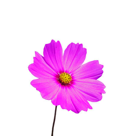 purple cosmos flower is isolated on white backgroundの写真素材