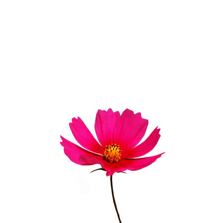 pink cosmos flower is isolated on white backgroundの写真素材