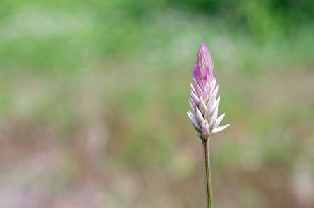 weed flower in the grasslandの写真素材