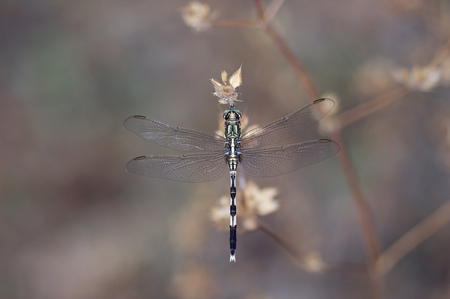 slender skimmer dragonfly is on the plantの写真素材
