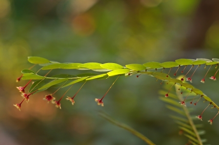 shoot of the herb in tropical gardenの写真素材