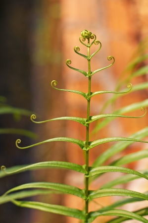 shoot of fern in the gardenの写真素材