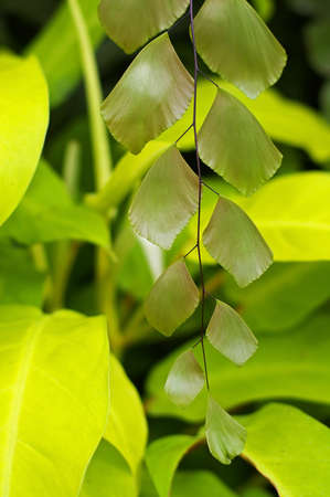 fern leafs in the gardenの写真素材