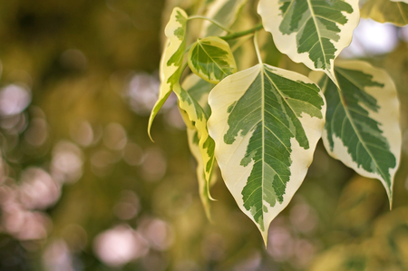 Sacred Fig Tree leafs in the parkの写真素材