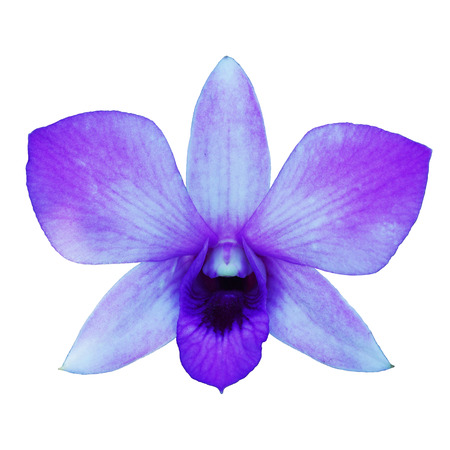 dendrobium orchid flowers are isolated on white backgroundの写真素材