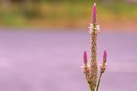 grass flower near the roadの写真素材