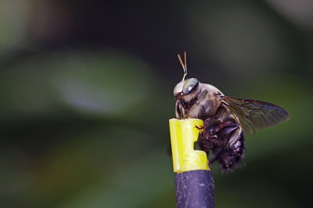 Carpenter bee is staying on the tip of water sprinkle の写真素材