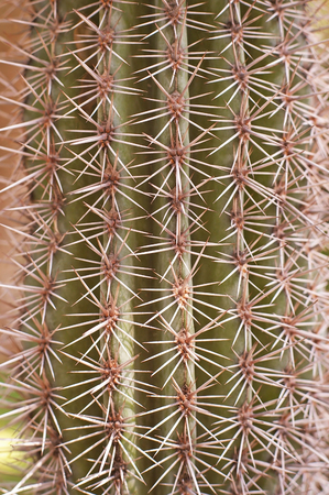 trunk of cactus tree in the dry areaの写真素材