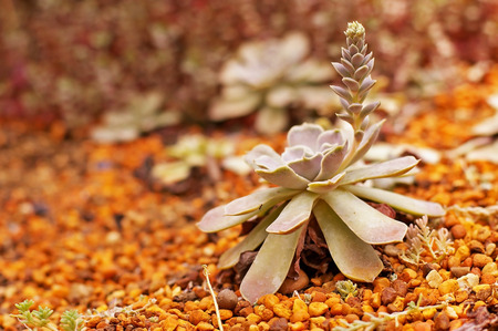 cactus tree in the dry areaの写真素材