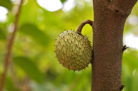 sour sop fruit on the tree in the gardenの写真素材