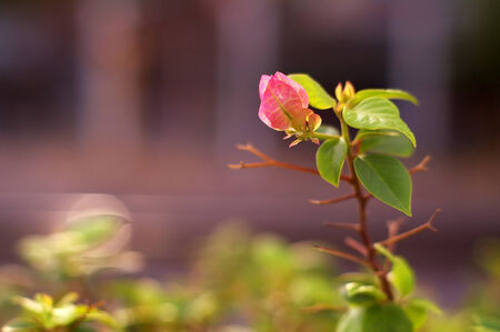 shoot of the paper flower; Kertas, flower in the eveningの写真素材