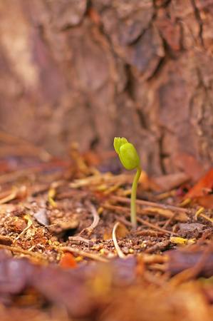 young seeding of the plant under the big tree in the tropical forest