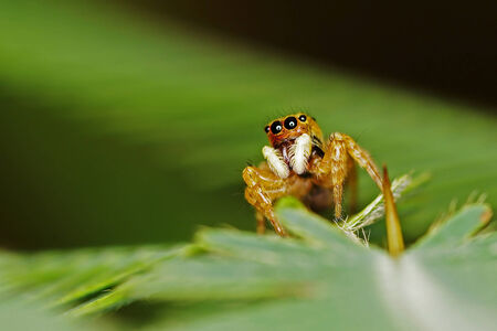 jumping spider is walking on the mimosa leaf