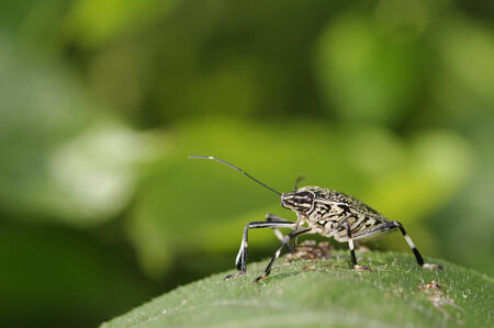 sting bug is staying in the tree leafの写真素材