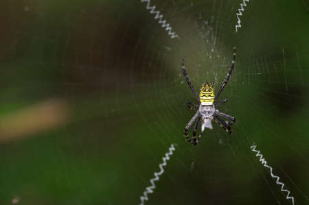 garden spider cover its prey inside the webの写真素材