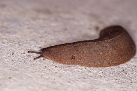 Slug is moving on the floor