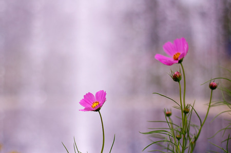 pink cosmos flowers on the fountain background