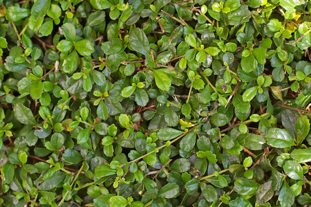Fukien Tea leafs pattern in the garden