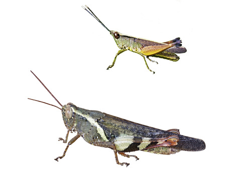 short-horned grasshopper isolated on white backgroundの写真素材