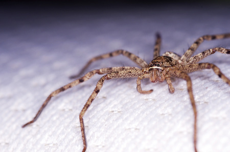 huntsman spider on the white sheetの写真素材