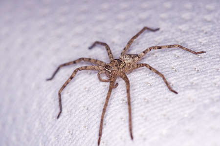 side view of the huntsman spider on the bedの写真素材