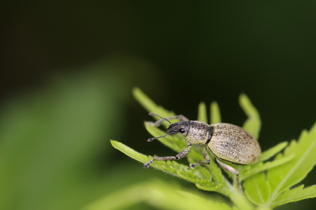 Green weevil is staying in the plant tip