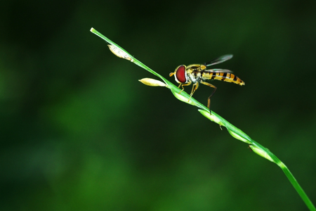 hover fly is resting on the grass shootの写真素材