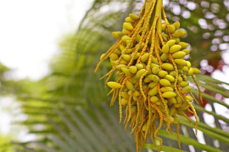 palm tree fruit in the garden