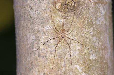 spider is resting on the tree stemの写真素材