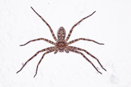 Huntsman spider is staying on the white wallの写真素材