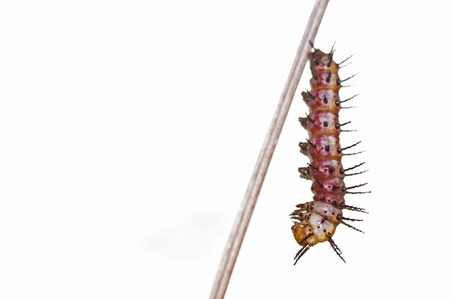caterpillar of butterfly is hanging on the small wood stickの写真素材
