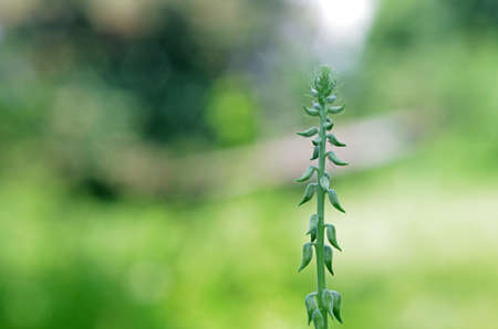 flower bud shoot in the green gardenの写真素材