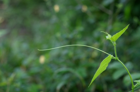 shoot of the weed in the gardenの写真素材