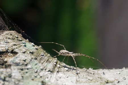 spider is staying on the tree barkの写真素材