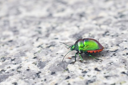 jewel bug on the marble floorの写真素材