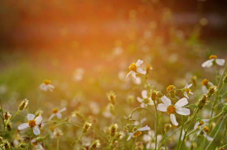 wild daisy flower in the field with the evening lightの写真素材