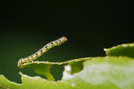 looper moth caterpillar is staying on the eaten leafの写真素材
