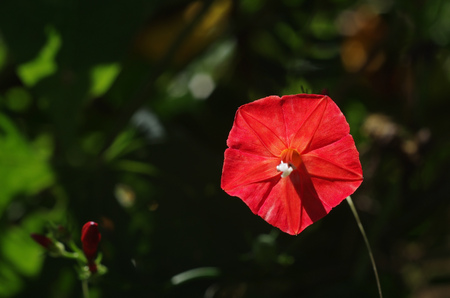 red wild water on dark backgroundの写真素材
