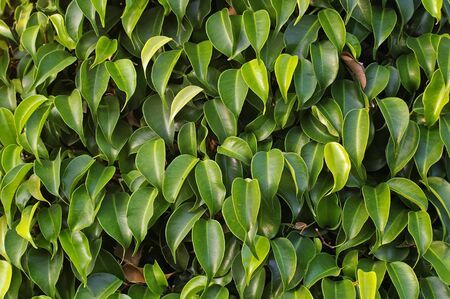 fig tree leafs in the green gardenの写真素材