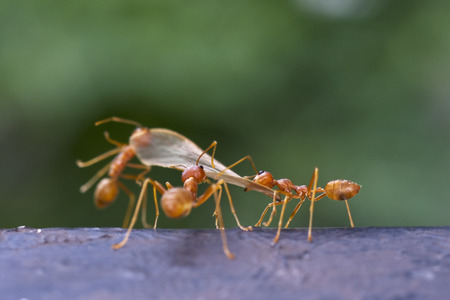weaver ants are carrying a insect wing back to the hive for foodの写真素材