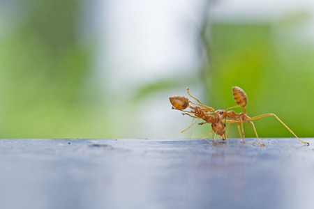 weaver ant is carrying the death weaver antの写真素材