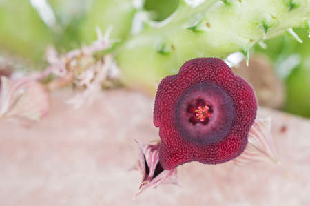 cactus flower in the gardenの写真素材