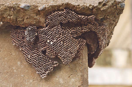 abandoned wasp hive under the cement pole