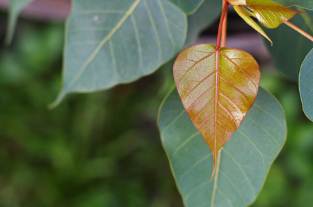 young pipal leaf in the garden