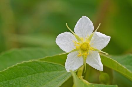 Calabura or jamtree flower on the treeの写真素材